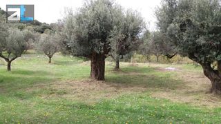Οικόπεδο 7.095 τ.μ. για πώληση, Αχαΐα, Ρίο-thumb-7