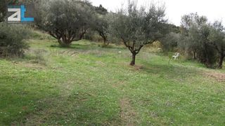 Οικόπεδο 7.095 τ.μ. για πώληση, Αχαΐα, Ρίο-thumb-6