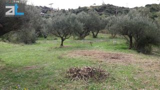 Οικόπεδο 7.095 τ.μ. για πώληση, Αχαΐα, Ρίο-thumb-5