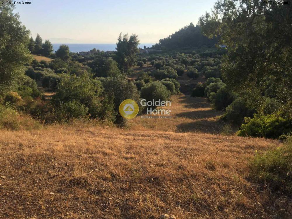 Αγροτεμάχια 13.000 τ.μ. προς πώληση, Νέα Σκιώνη