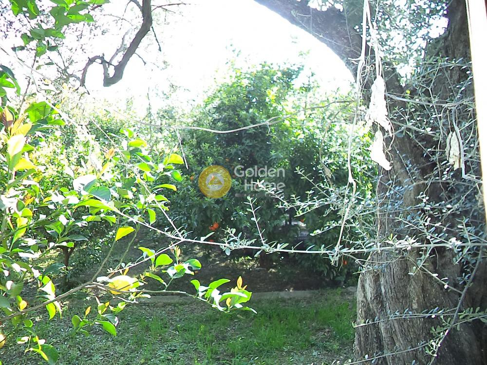 Αγροτεμάχια 2.725 τ.μ. προς πώληση, Ριζόμυλος Διακοπτού