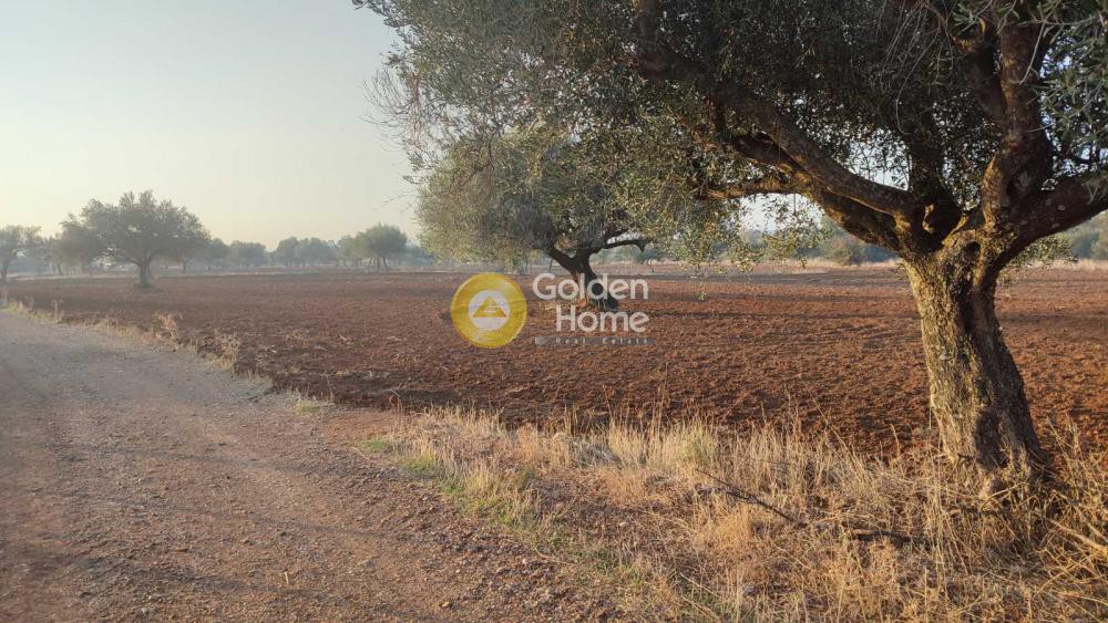 Αγροτεμάχια 17.500 τ.μ. προς πώληση, Κάτω Μαζαράκι