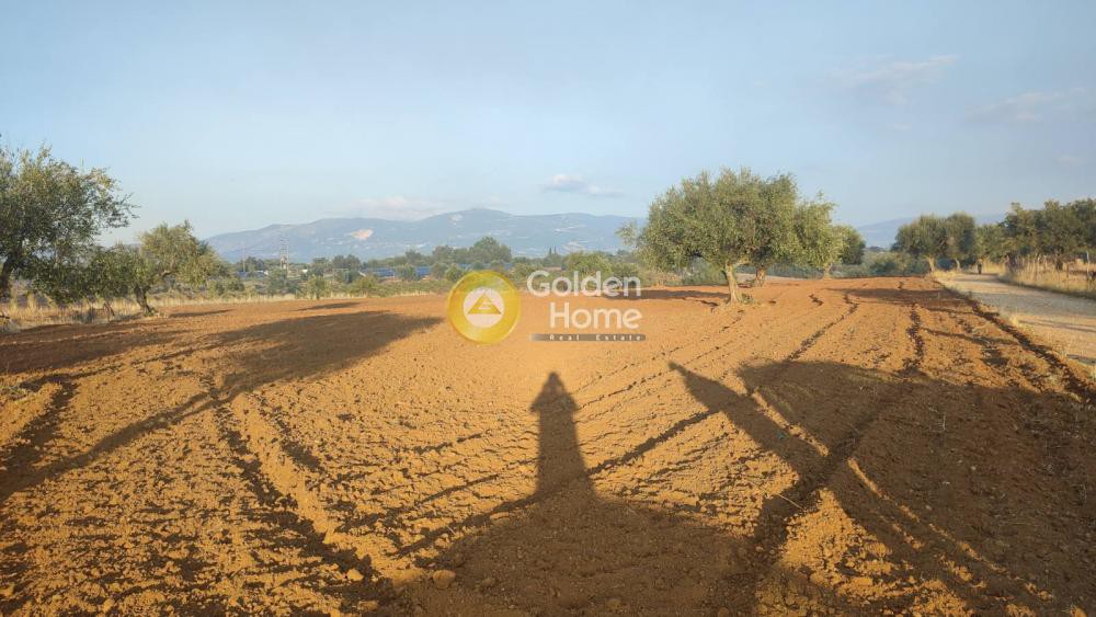 Αγροτεμάχια 17.500 τ.μ. προς πώληση, Κάτω Μαζαράκι