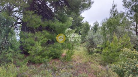 Αγροτεμάχια 5.800τ.μ. για πώληση-Ωρωπός » Νέα πολιτεία