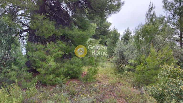 Αγροτεμάχια 5.800 τ.μ. για πώληση, Αττική - Υπόλοιπο, Ωρωπός