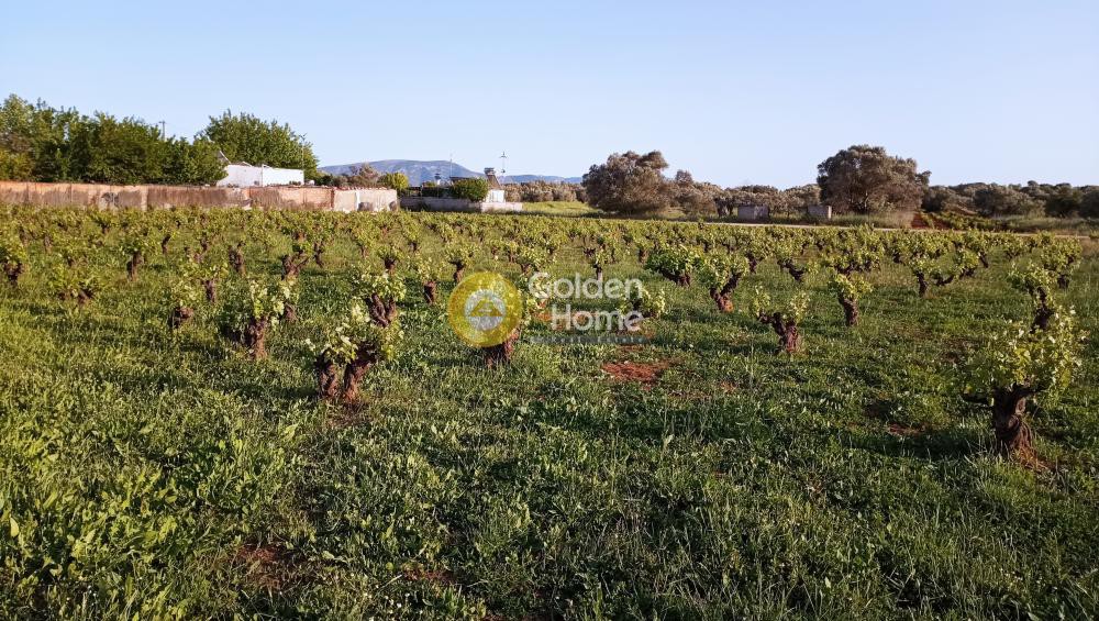Αγροτεμάχια 2.650 τ.μ. προς πώληση, Κέντρο Σπάτων