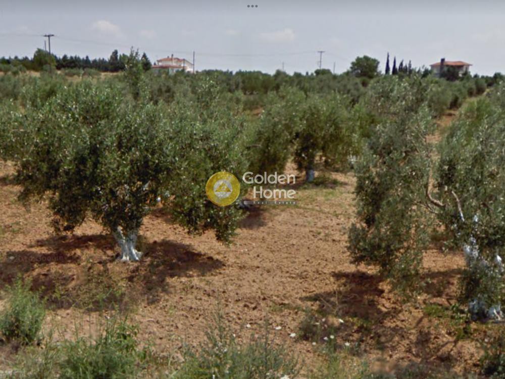 Αγροτεμάχια 4.500 τ.μ. προς πώληση, Κάτω Σχολάρι
