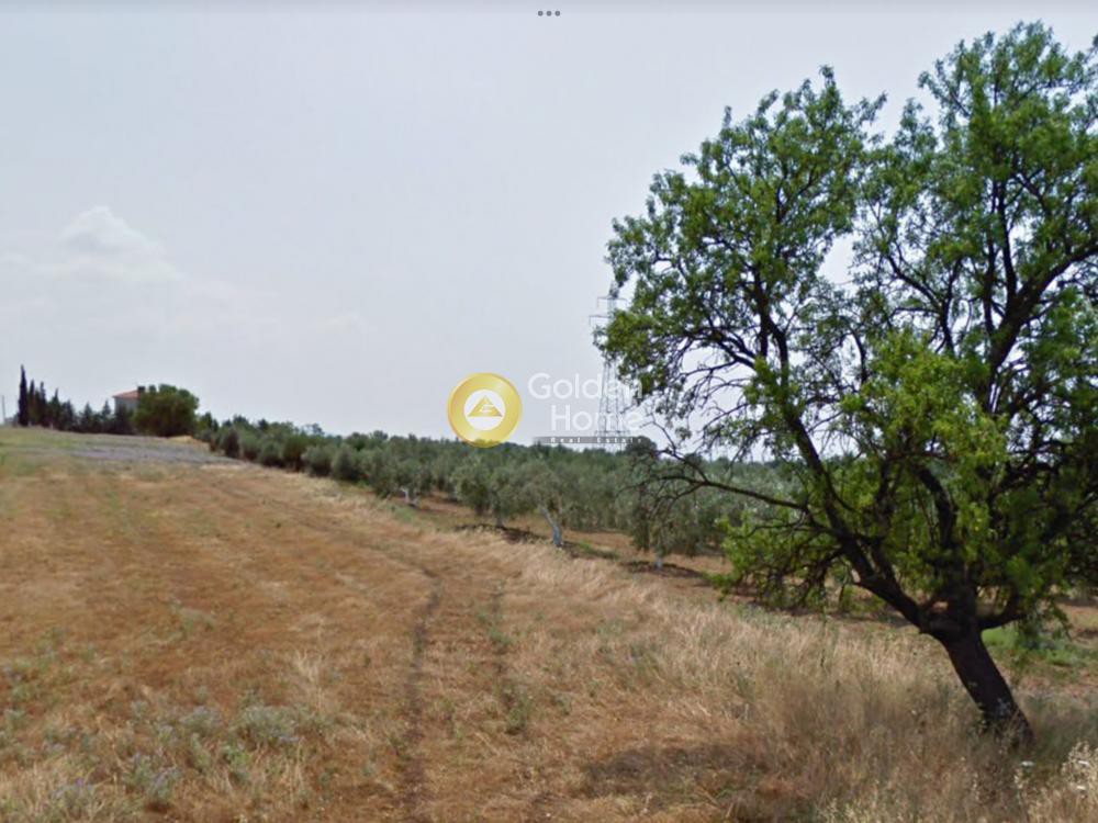 Αγροτεμάχια 4.500 τ.μ. προς πώληση, Κάτω Σχολάρι