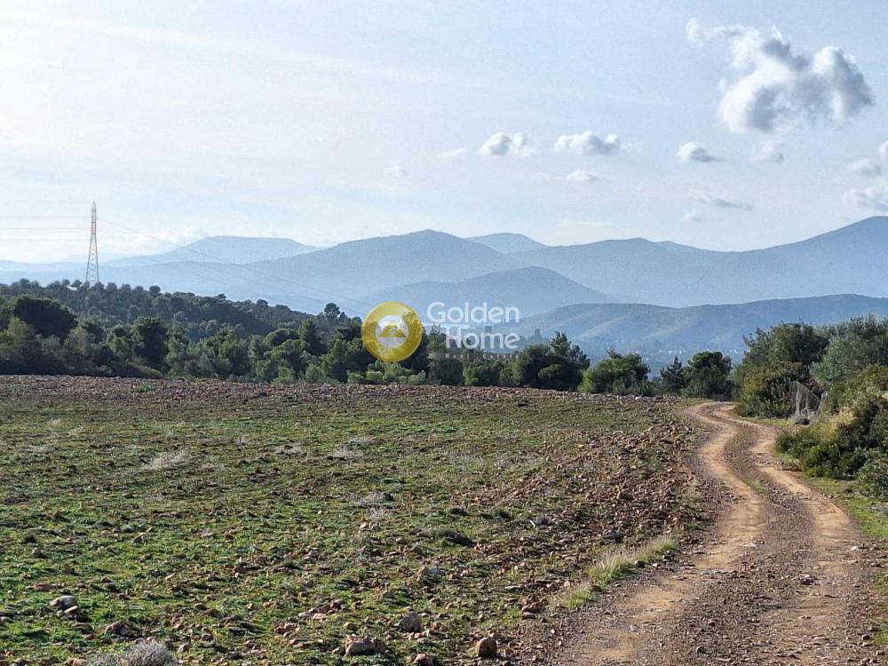 Αγροτεμάχια 11.880 τ.μ. πρός πώληση, Εύβοια, Ληλάντιο