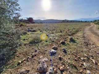 Αγροτεμάχια 11.880 τ.μ. πρός πώληση, Εύβοια, Ληλάντιο-thumb-7