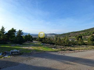 Αγροτεμάχια 11.880 τ.μ. πρός πώληση, Εύβοια, Ληλάντιο-thumb-16