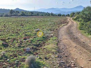 Αγροτεμάχια 11.880 τ.μ. πρός πώληση, Εύβοια, Ληλάντιο-thumb-9