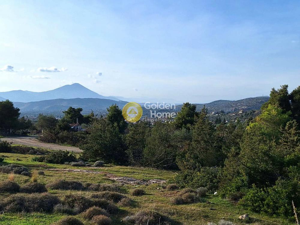 Αγροτεμάχια 11.880 τ.μ. πρός πώληση, Εύβοια, Ληλάντιο