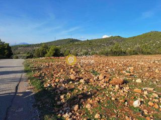 Αγροτεμάχια 11.880 τ.μ. πρός πώληση, Εύβοια, Ληλάντιο-thumb-17