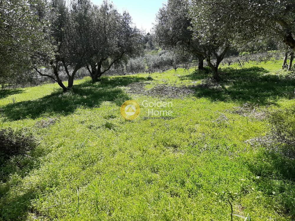 Οικόπεδο 2.900 τ.μ. προς πώληση, Βενεράτο