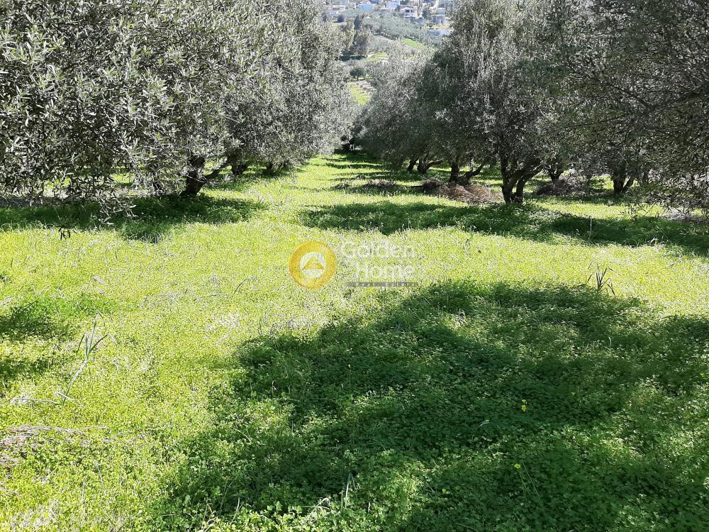 Οικόπεδο 2.900 τ.μ. προς πώληση, Βενεράτο