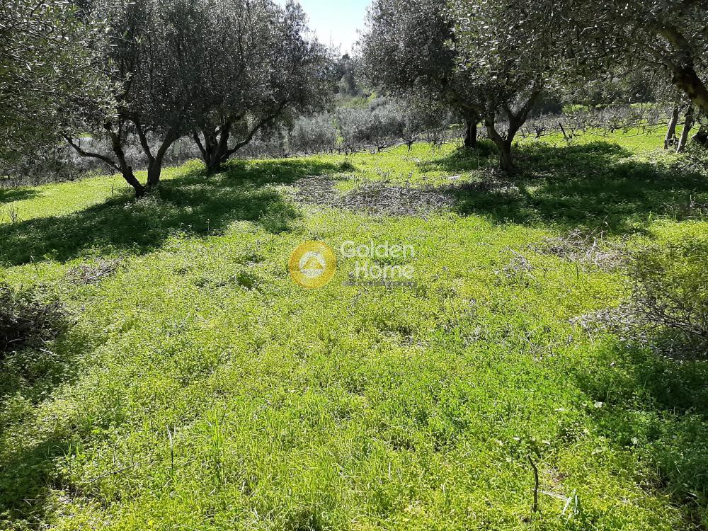 Οικόπεδο 2.900 τ.μ. προς πώληση, Βενεράτο
