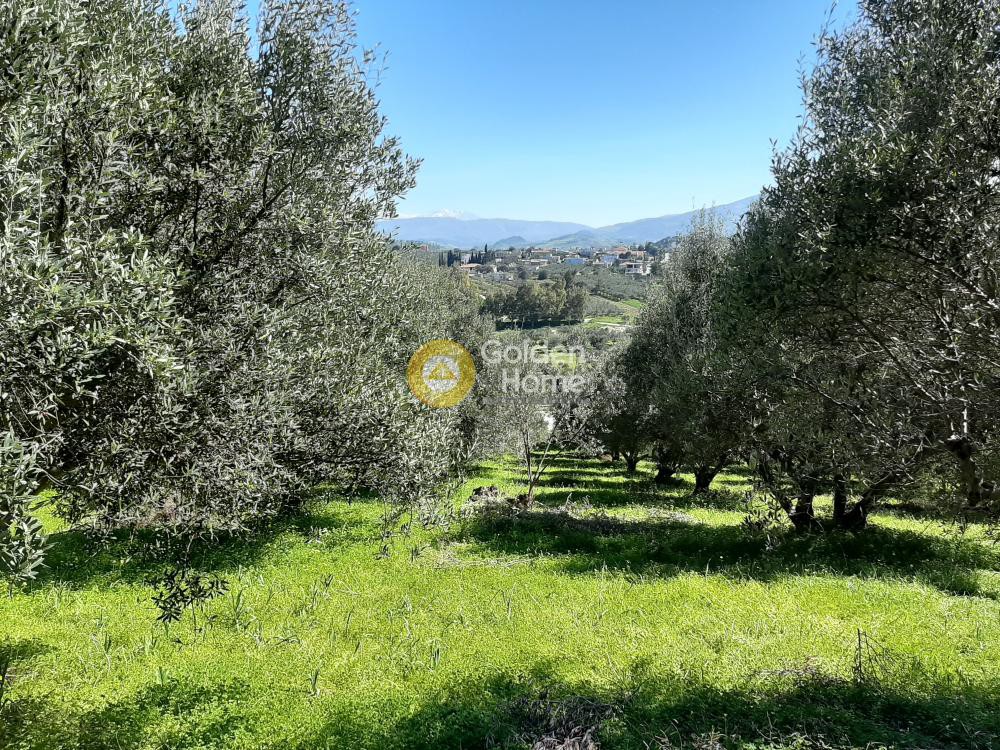 Οικόπεδο 2.900 τ.μ. προς πώληση, Βενεράτο