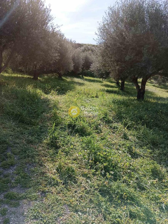 Οικόπεδο 5.300 τ.μ. προς πώληση, Σκαλάνι