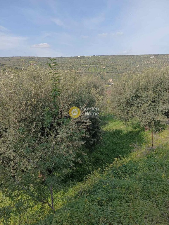Οικόπεδο 5.300 τ.μ. προς πώληση, Σκαλάνι