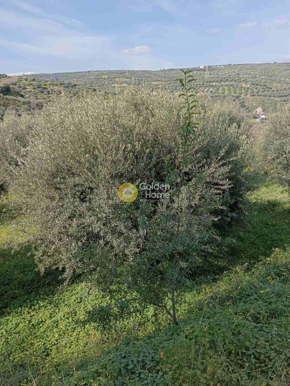 Οικόπεδο 5.300 τ.μ. προς πώληση, Σκαλάνι