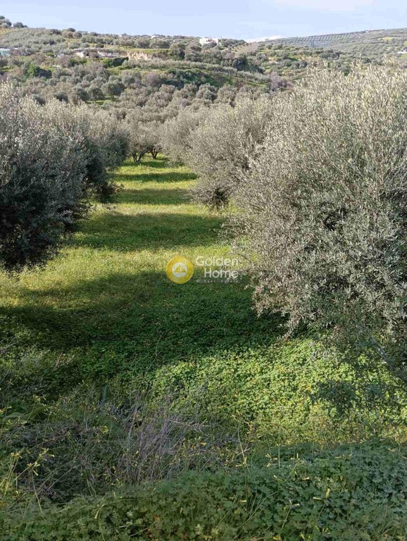 Οικόπεδο 5.300 τ.μ. προς πώληση, Σκαλάνι