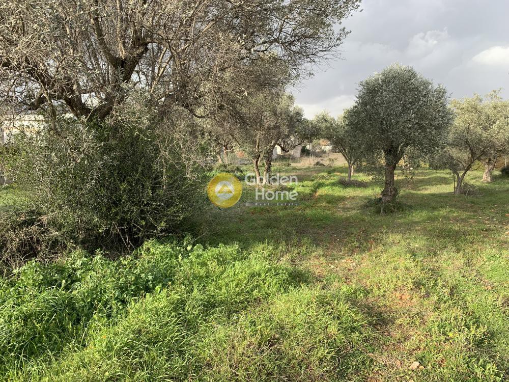 Αγροτεμάχια 3.494 τ.μ. προς πώληση, Καρελλάς