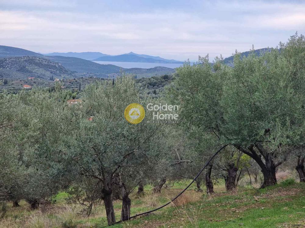 Αγροτεμάχια 13.200 τ.μ. προς πώληση, Νέα Δήμαινα