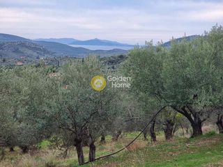 Αγροτεμάχια 13.200 τ.μ. για πώληση, Αργολίδα, Επίδαυρος-thumb-4