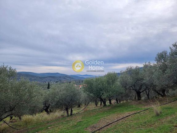 Αγροτεμάχια 13.200 τ.μ. για πώληση, Αργολίδα, Επίδαυρος