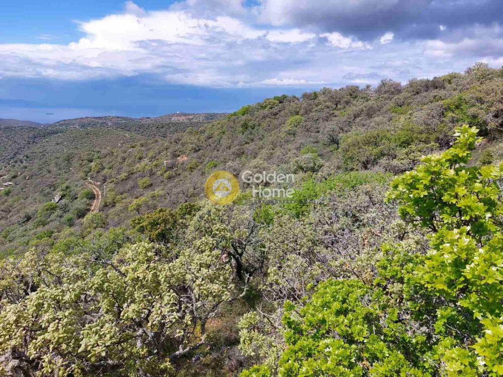 Αγροτεμάχια 7.837 τ.μ. προς πώληση, Καλογεράδος