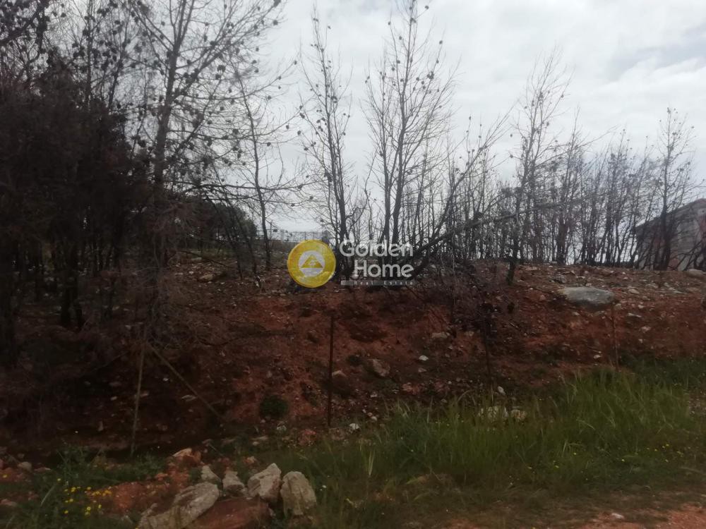 Οικόπεδο 495 τ.μ. προς πώληση, Διώνη Πικερμίου
