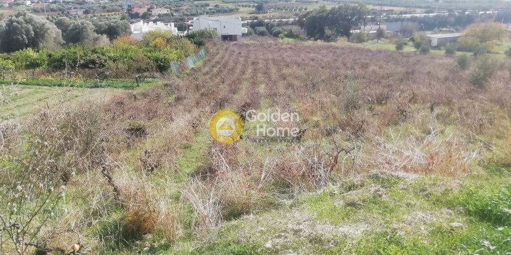 Οικόπεδο 6.500 τ.μ. προς πώληση, Κερασιά Τετραχωρίου