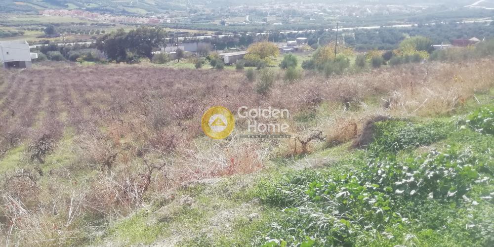 Οικόπεδο 6.500 τ.μ. προς πώληση, Κερασιά Τετραχωρίου