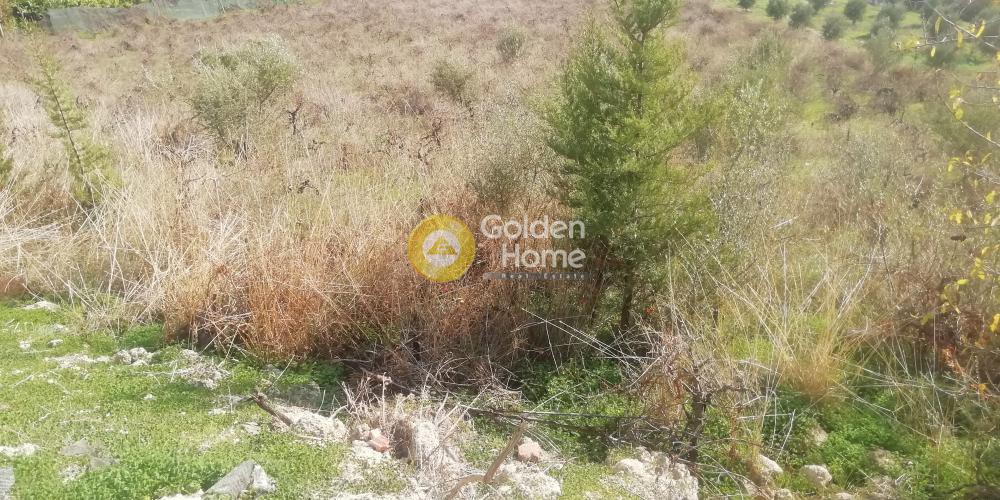 Οικόπεδο 6.500 τ.μ. προς πώληση, Κερασιά Τετραχωρίου