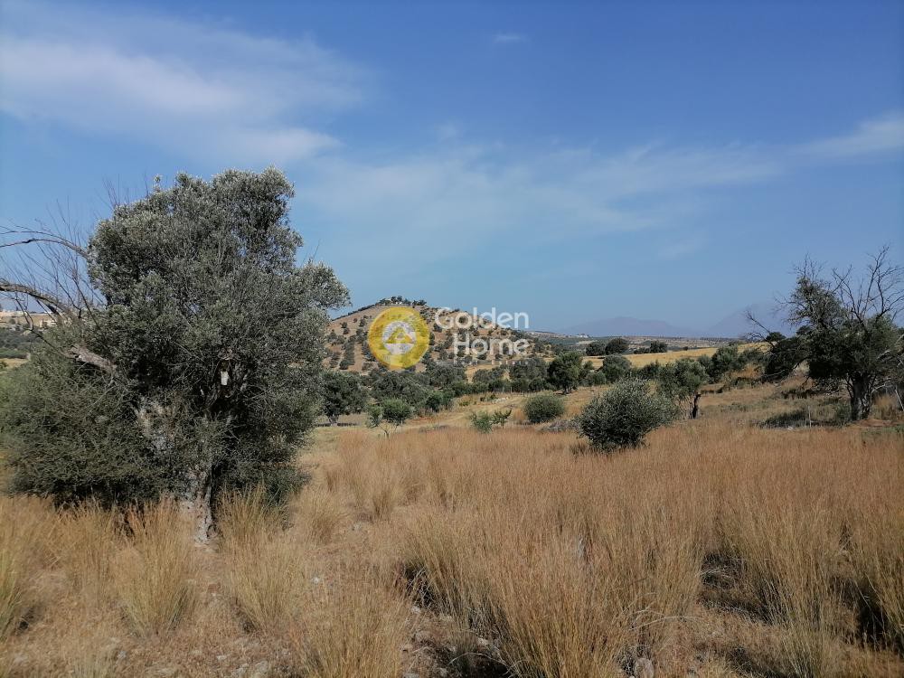 Αγροτεμάχια 2.400 τ.μ. προς πώληση, Σίβας