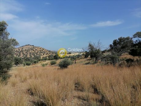 Αγροτεμάχια 2.400τ.μ. για πώληση-Τυμπάκι » Σίβας