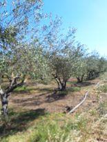 Οικόπεδο 4.500 τ.μ. προς πώληση, Ν. Ηρακλείου, Μοίρες