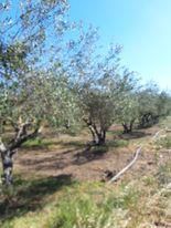 Οικόπεδο 4.500 τ.μ. για πώληση, Ν. Ηρακλείου, Μοίρες-thumb-1