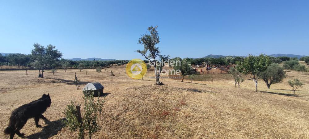 Αγροτεμάχια 30.000 τ.μ. προς πώληση, Θωμέικα Ωλένιας
