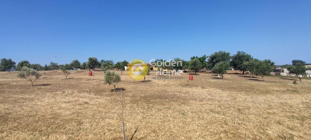 Αγροτεμάχια 30.000 τ.μ. προς πώληση, Θωμέικα Ωλένιας
