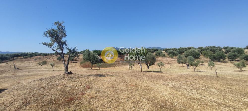 Αγροτεμάχια 30.000 τ.μ. προς πώληση, Θωμέικα Ωλένιας