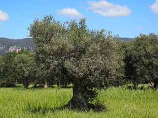 ΜΑΖΕΜΑ ΕΛΙΕΣ-ΤΡΙΚΟΡΦΟ ΧΑΛΚΕΙΑΣ- 200 ΔΕΝΤΡΑ-ΜΟΝΟ ΜΙΣΑΚΕΣ