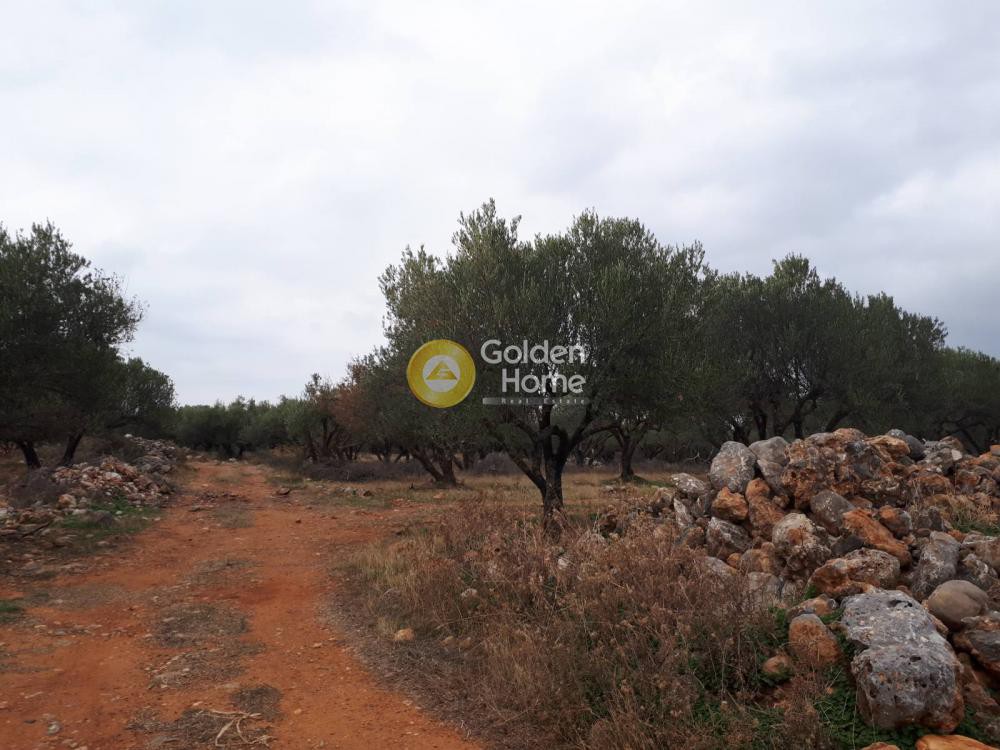 Οικόπεδο 9.000 τ.μ. προς πώληση, Αγία Παρασκευή Καστελλίου