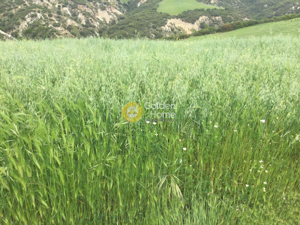 Αγροτεμάχια 5.000 τ.μ. προς ενοικίαση, Θεσσαλονίκη - Περιφ/Κοί Δήμοι, Θέρμη