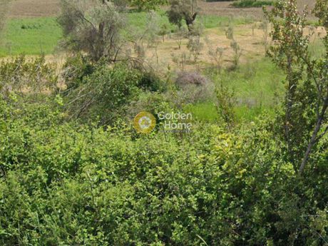 Αγροτεμάχια 3.160τ.μ. για ενοικίαση-Κασσάνδρα » Καλάνδρα