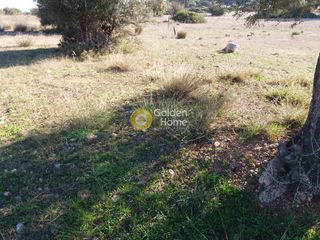 Αγροτεμάχια 18.000 τ.μ. για ενοικίαση, Ν. Ηλείας, Αμαλιάδα-thumb-2
