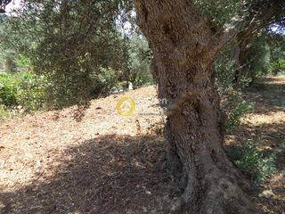 Αγροτεμάχια 571 τ.μ. προς πώληση, Δημητρόπουλο-thumb-3
