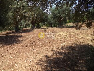 Αγροτεμάχια 571 τ.μ. προς πώληση, Δημητρόπουλο-thumb-1