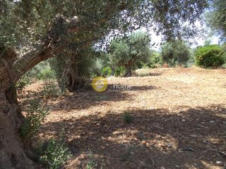 Αγροτεμάχια 571 τ.μ. προς πώληση, Δημητρόπουλο-thumb-4